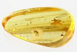 Detailed Fossil Bark Beetle (Scolytinae) in Baltic Amber #367414-1